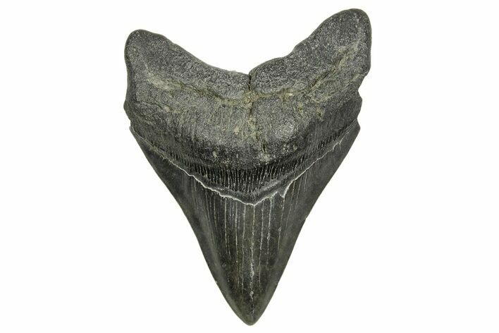 Fossil Megalodon Tooth - South Carolina #370007